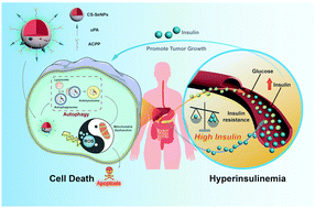Graphical abstract: Dual-targeting nanotherapeutics antagonize hyperinsulinemia-promoted tumor growth via activating cell autophagy