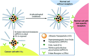 Graphical abstract: A pH-sensitive polymer based precise tumor targeting strategy with reduced uptake of nanoparticles by non-cancerous cells