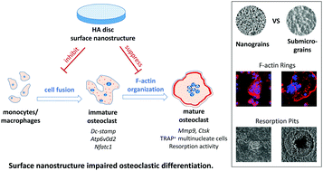 Graphical abstract: Effects of hydroxyapatite surface nano/micro-structure on osteoclast formation and activity