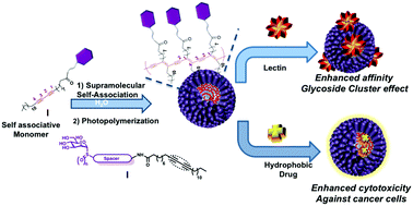 Graphical abstract: Mannose-coated polydiacetylene (PDA)-based nanomicelles: synthesis, interaction with concanavalin A and application in the water solubilization and delivery of hydrophobic molecules