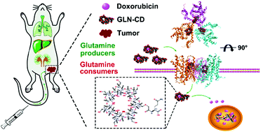 Graphical abstract: Glutamine-β-cyclodextrin for targeted doxorubicin delivery to triple-negative breast cancer tumors via the transporter ASCT2
