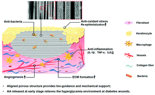 Graphical abstract: An aligned porous electrospun fibrous scaffold with embedded asiatic acid for accelerating diabetic wound healing