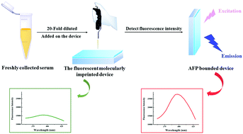 Graphical abstract: A fluorescent molecularly imprinted device for the on-line analysis of AFP in human serum