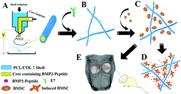 Graphical abstract: Dually optimized polycaprolactone/collagen I microfiber scaffolds with stem cell capture and differentiation-inducing abilities promote bone regeneration