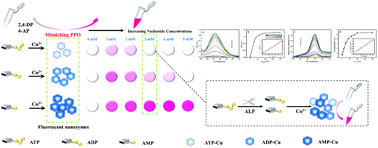 Graphical abstract: Fluorometric and colorimetric analysis of alkaline phosphatase activity based on a nucleotide coordinated copper ion mimicking polyphenol oxidase