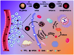 Graphical abstract: Biodegradable iron-coordinated hollow polydopamine nanospheres for dihydroartemisinin delivery and selectively enhanced therapy in tumor cells