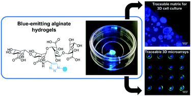 Graphical abstract: Coumarin-grafted blue-emitting fluorescent alginate as a potentially valuable tool for biomedical applications