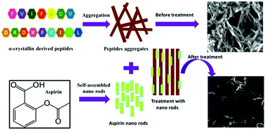 Graphical abstract: Carrier-free self-built aspirin nanorods as anti-aggregation agents towards alpha-crystallin-derived peptide aggregates: potential implications in non-invasive cataract therapy