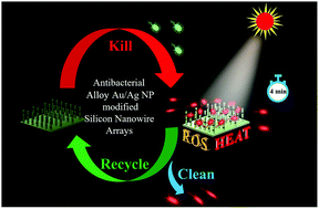 Graphical abstract: Rapid antibacterial effect of sunlight-exposed silicon nanowire arrays modified with Au/Ag alloy nanoparticles