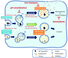 Graphical abstract: Silver-coated zero-valent iron nanoparticles enhance cancer therapy in mice through lysosome-dependent dual programed cell death pathways: triggering simultaneous apoptosis and autophagy only in cancerous cells