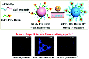 Graphical abstract: Biotinylated and fluorophore-incorporated polymeric mixed micelles for tumor cell-specific turn-on fluorescence imaging of Al3+
