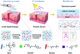 Graphical abstract: A shear-thinning adhesive hydrogel reinforced by photo-initiated crosslinking as a fit-to-shape tissue sealant