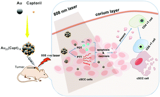 Graphical abstract: Concurrent photothermal therapy and photodynamic therapy for cutaneous squamous cell carcinoma by gold nanoclusters under a single NIR laser irradiation