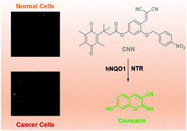 Graphical abstract: A fluorescent probe for simultaneously sensing NTR and hNQO1 and distinguishing cancer cells