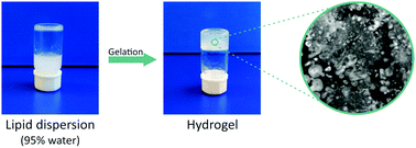 Graphical abstract: Preparation and characterization of a supramolecular hydrogel made of phospholipids and oleic acid with a high water content
