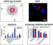 Graphical abstract: Bypassing pro-survival and resistance mechanisms of autophagy in EGFR-positive lung cancer cells by targeted delivery of 5FU using theranostic Ag2S quantum dots