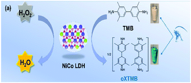 Graphical abstract: Identifying the active site of ultrathin NiCo LDH as an efficient peroxidase mimic with superior substrate affinity for sensitive detection of hydrogen peroxide