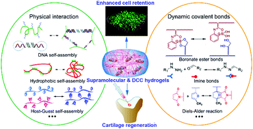 Graphical abstract: Supramolecular and dynamic covalent hydrogel scaffolds: from gelation chemistry to enhanced cell retention and cartilage regeneration