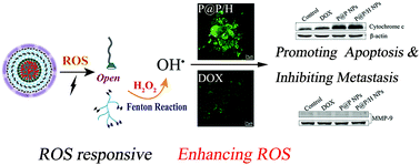 Graphical abstract: Fenton-reaction-stimulative nanoparticles decorated with a reactive-oxygen-species (ROS)-responsive molecular switch for ROS amplification and triple negative breast cancer therapy