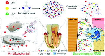 Graphical abstract: Novel nanoparticles of cerium-doped zeolitic imidazolate frameworks with dual benefits of antibacterial and anti-inflammatory functions against periodontitis