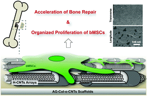 Graphical abstract: Biomimetic bone tissue engineering hydrogel scaffolds constructed using ordered CNTs and HA induce the proliferation and differentiation of BMSCs