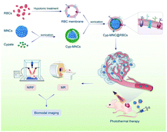 Graphical abstract: Red-blood-cell-membrane-enveloped magnetic nanoclusters as a biomimetic theranostic nanoplatform for bimodal imaging-guided cancer photothermal therapy