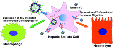 Graphical abstract: Nanoparticle mediated silencing of tenascin C in hepatic stellate cells: effect on inflammatory gene expression and cell migration
