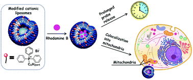 Graphical abstract: Mitochondria-targeted cationic liposomes modified with alkyltriphenylphosphonium bromides loaded with hydrophilic drugs: preparation, cytotoxicity and colocalization assay