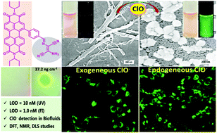 Graphical abstract: Self-assembled nanofibers of perylene diimide for the detection of hypochlorite in water, bio-fluids and solid-state: exogenous and endogenous bioimaging of hypochlorite in cells