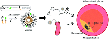 Graphical abstract: Hydroxyapatite-binding micelles for the detection of vascular calcification in atherosclerosis