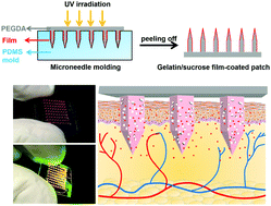 Graphical abstract: Transdermal delivery of therapeutics through dissolvable gelatin/sucrose films coated on PEGDA microneedle arrays with improved skin permeability