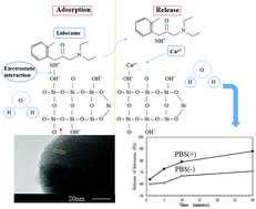 Graphical abstract: Interfacial interaction of anesthetic lidocaine and mesoporous silica nanoparticles in aqueous solutions and its release properties
