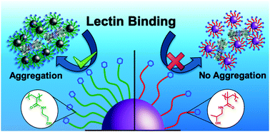 Graphical abstract: “Tuning aggregative versus non-aggregative lectin binding with glycosylated nanoparticles by the nature of the polymer ligand”