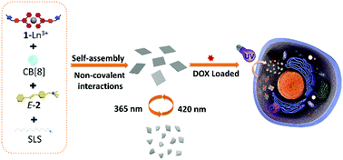 Graphical abstract: Photo-controlled reversible secondary self-assembly of supramolecular nanosheets and their drug delivery behavior