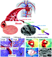 Graphical abstract: Development of a novel bio-inspired “cotton-like” collagen aggregate/chitin based biomaterial with a biomimetic 3D microstructure for efficient hemostasis and tissue repair