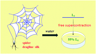 Graphical abstract: Effect of stress on the molecular structure and mechanical properties of supercontracted spider dragline silks