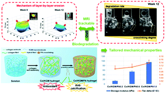 Graphical abstract: Proanthocyanidin-crosslinked collagen/konjac glucomannan hydrogel with improved mechanical properties and MRI trackable biodegradation for potential tissue engineering scaffolds