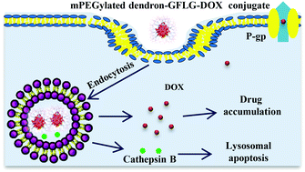 Graphical abstract: DOX-loaded peptide dendritic copolymer nanoparticles for combating multidrug resistance by regulating the lysosomal pathway of apoptosis in breast cancer cells