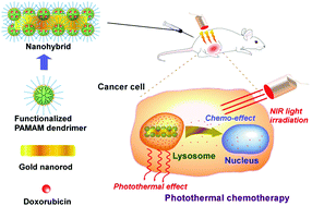Graphical abstract: Preparation of photothermal-chemotherapy nanohybrids by complexation of gold nanorods with polyamidoamine dendrimers having poly(ethylene glycol) and hydrophobic chains