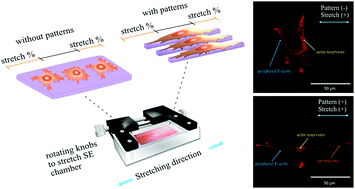 Graphical abstract: Stretching of fibroblast cells on micropatterned gelatin on silicone elastomer