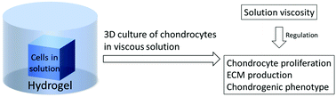 Graphical abstract: Solution viscosity regulates chondrocyte proliferation and phenotype during 3D culture