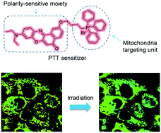 Graphical abstract: A unique polarity-sensitive photothermal sensitizer revealing down-regulated mitochondrial polarity during photo-induced cell death