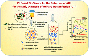Graphical abstract: A photoluminescence biosensor for the detection of N-acyl homoserine lactone using cysteamine functionalized ZnO nanoparticles for the early diagnosis of urinary tract infections