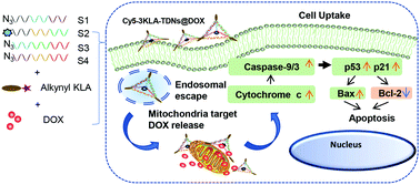 Graphical abstract: Mitochondria-targeted tetrahedral DNA nanostructures for doxorubicin delivery and enhancement of apoptosis