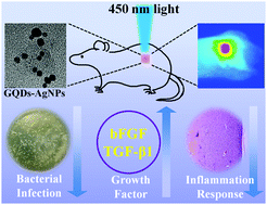 Graphical abstract: Ag-Conjugated graphene quantum dots with blue light-enhanced singlet oxygen generation for ternary-mode highly-efficient antimicrobial therapy