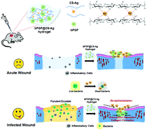 Graphical abstract: Silver crosslinked injectable bFGF-eluting supramolecular hydrogels speed up infected wound healing