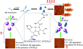 Graphical abstract: Conjugation of RTHLVFFARK to human lysozyme creates a potent multifunctional modulator for Cu2+-mediated amyloid β-protein aggregation and cytotoxicity