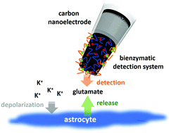 Graphical abstract: Glutamate detection at the cellular level by means of polymer/enzyme multilayer modified carbon nanoelectrodes
