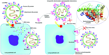 Graphical abstract: Linear and dendrimeric antiviral peptides: design, chemical synthesis and activity against human respiratory syncytial virus