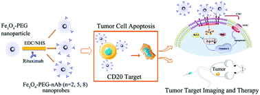 Graphical abstract: Rituximab conjugated iron oxide nanoparticles for targeted imaging and enhanced treatment against CD20-positive lymphoma